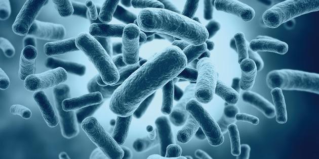 Les bactéries intestinales participent à la régulation de l'appétit