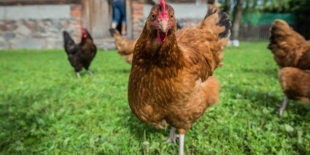 Des poules