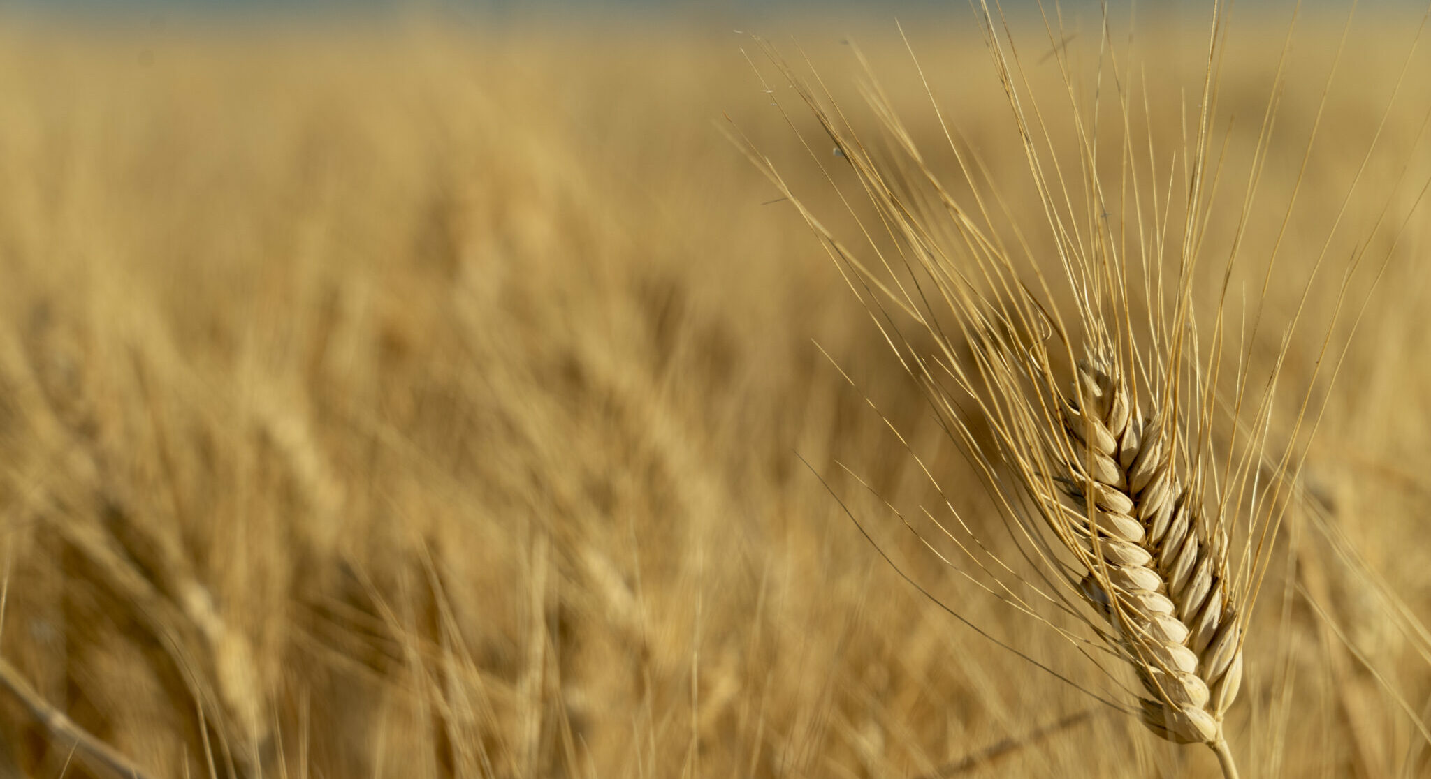 Céréales, la carte de la diversité et du semi-complet  