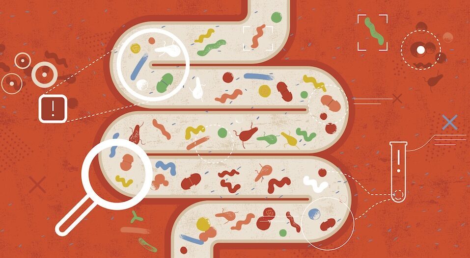 Microbiote & croissance : une nouvelle étude du CNRS et de l’ENS de Lyon
