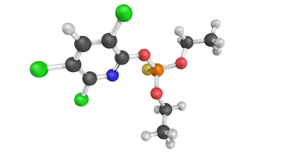 Microbiote et pesticides : les effets du chlorpyrifos