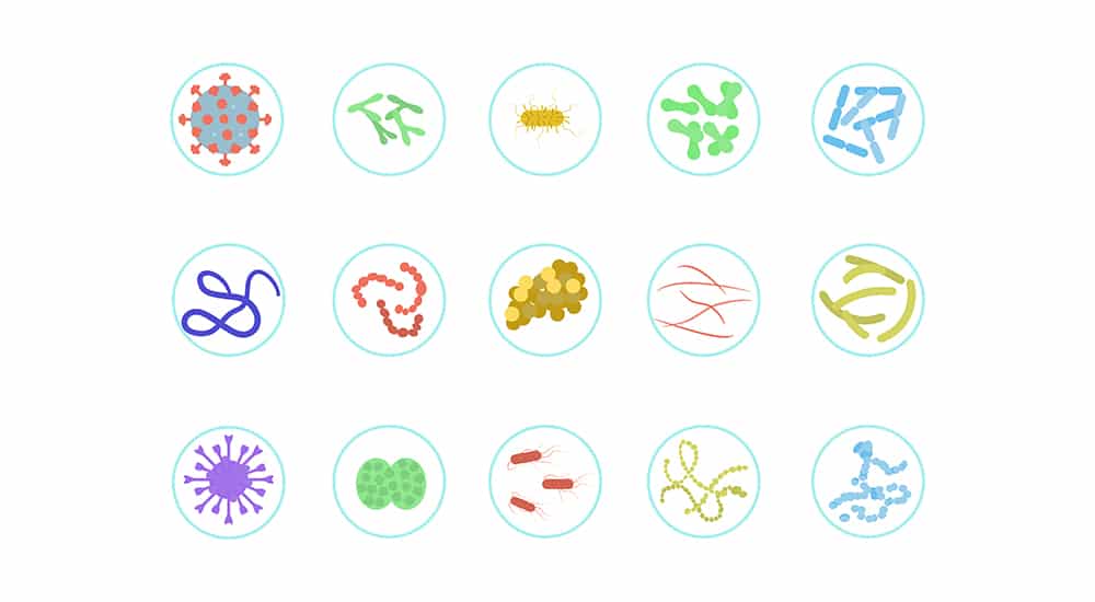 microbiote