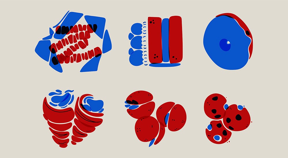 aliments ultra-transformés